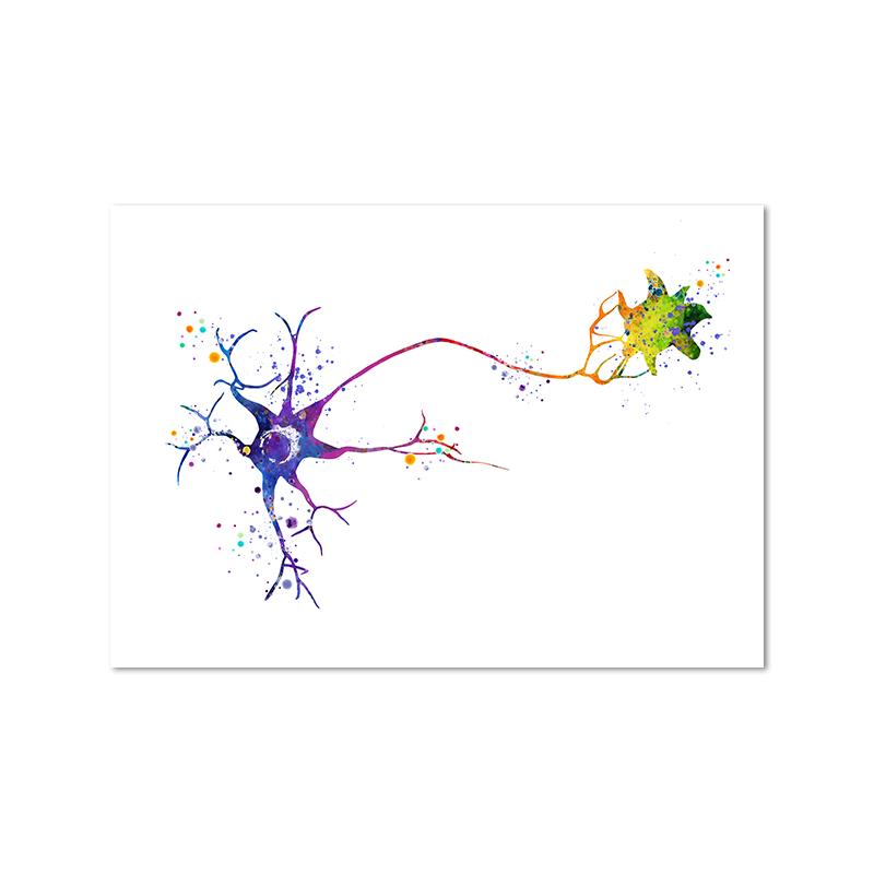 

Нейрон акварель Нейронаука неврология настенный художественный плакат с принтом анатомии мозга медицина холст картина синапс клиника декор комнаты 70x100cm No Framed