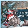 2025 Christmas Calendar Cat Advent 24 Days Pet Toys Holiday Countdown Calendar For Christmas Home Daily Festival Holiday Boredom