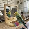 Anti-slip Wood Bird Training Stand Interactive Parrot Biting Rod  Bird Cage Accessories