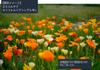 Escolcia (California Poppy) Landscape Single Mix Seeds, 100ml