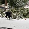 Large Dog Winter Clothes Warm Windproof Thicken Four Legged Puppy Clothes Greyhound Whibbit Dogs Accessories Supplies
