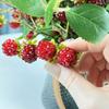 Green Leaves Artificial Raspberry Branch Luxury Fake Plants  Living Room Decor