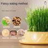 Seed Sprouting Trays Planting Hydroponics Boxes Soilless Hydroponic Cat Grass Case  Pet Supplies