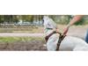 Dog Nylon Chest Harness and Leash for Large Pets