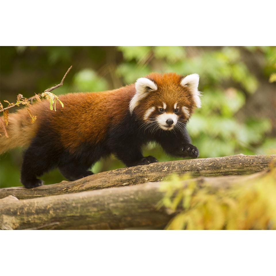 

5D DIY алмазная живопись животное вышивка крестиком горный хрусталь фотографии полная алмазная вышивка енот набор крестиков домашний декор подарок Full Round 20x30CM