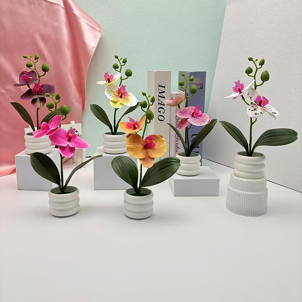 Flower Phalaenopsis Potted For Event Decor And Indoor Home Embellishment
