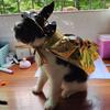 Star Halloween Pet Costume with Witch Hat Small Dog Knight Cape Funny Cat Cosplay Cloak  Festival