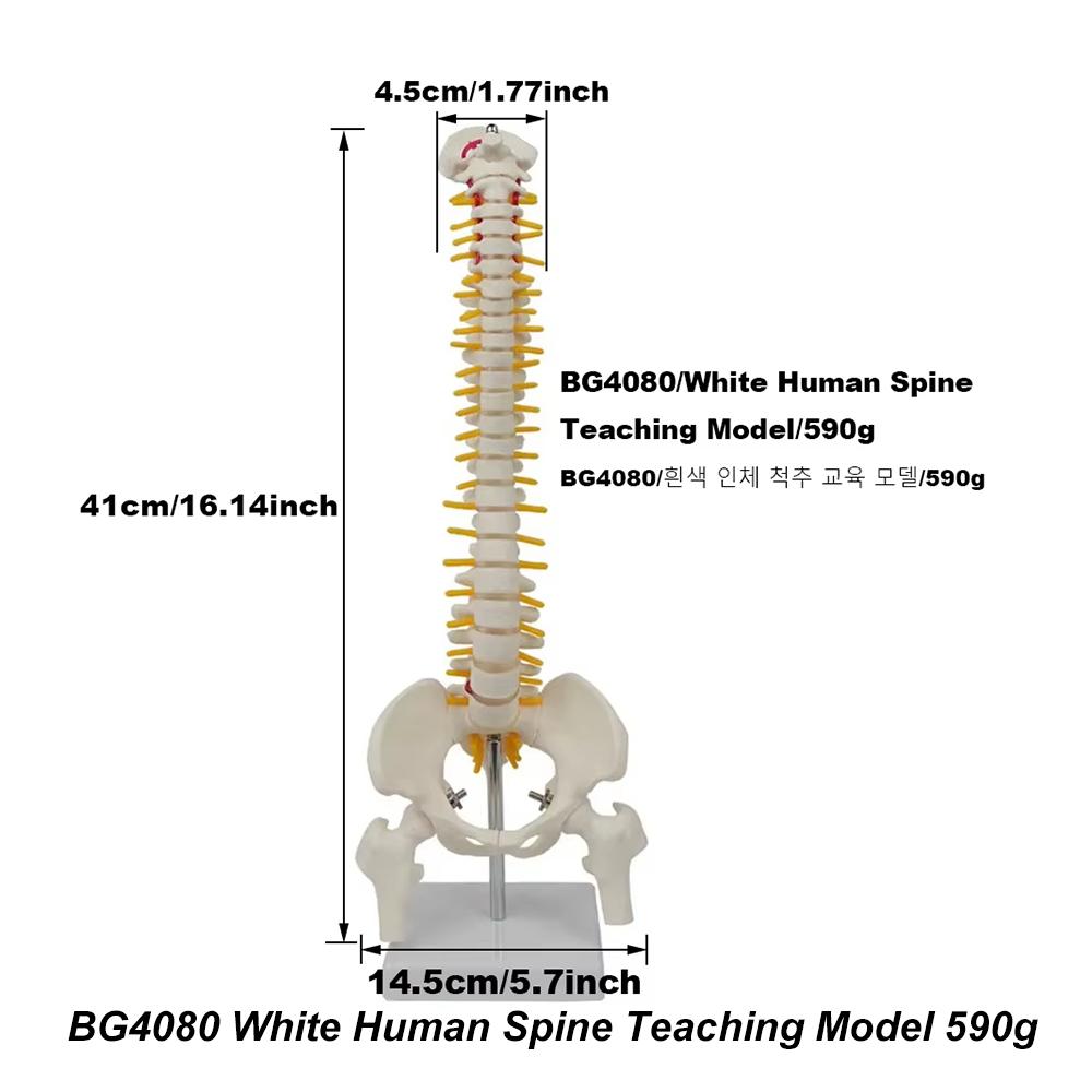 Medical teaching tools Skeleton PVC model Student teaching equipment Knee joint model Skin Model Vertebral model