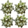 Tyoungg 4 Pack Flocked Green Artificial Succulent Cactus Plants Echeveria Unpotted Long Stem for Wreath Making Wedding Bouquet Making 3.33”Wide X