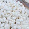100PCS Natural Conch Shells Aquarium Decoration