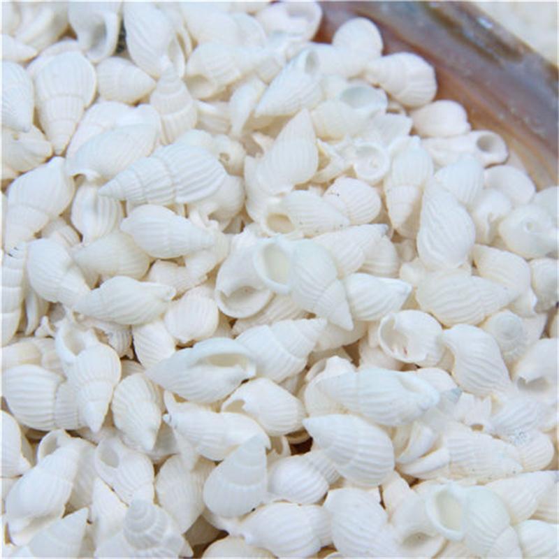 100PCS Natural Conch Shells Aquarium Decoration