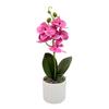 Phalaenopsis Potted Flower Plant For Wedding Home And Commercial Decoration