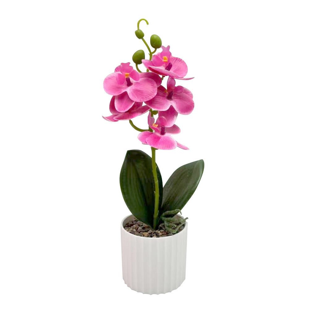 Phalaenopsis Potted Flower Plant For Wedding Home And Commercial Decoration