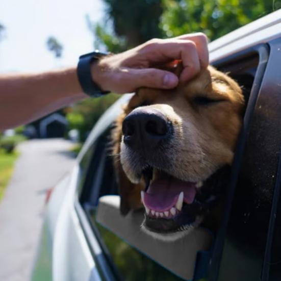 1/2 ks Polštář na opěrku brady pro psa do okna auta Polštář do okna pro snížení tlaku na čelist Univerzální polštářek pro podporu čelisti a krku mazlíčka při jízdě se staženým oknem