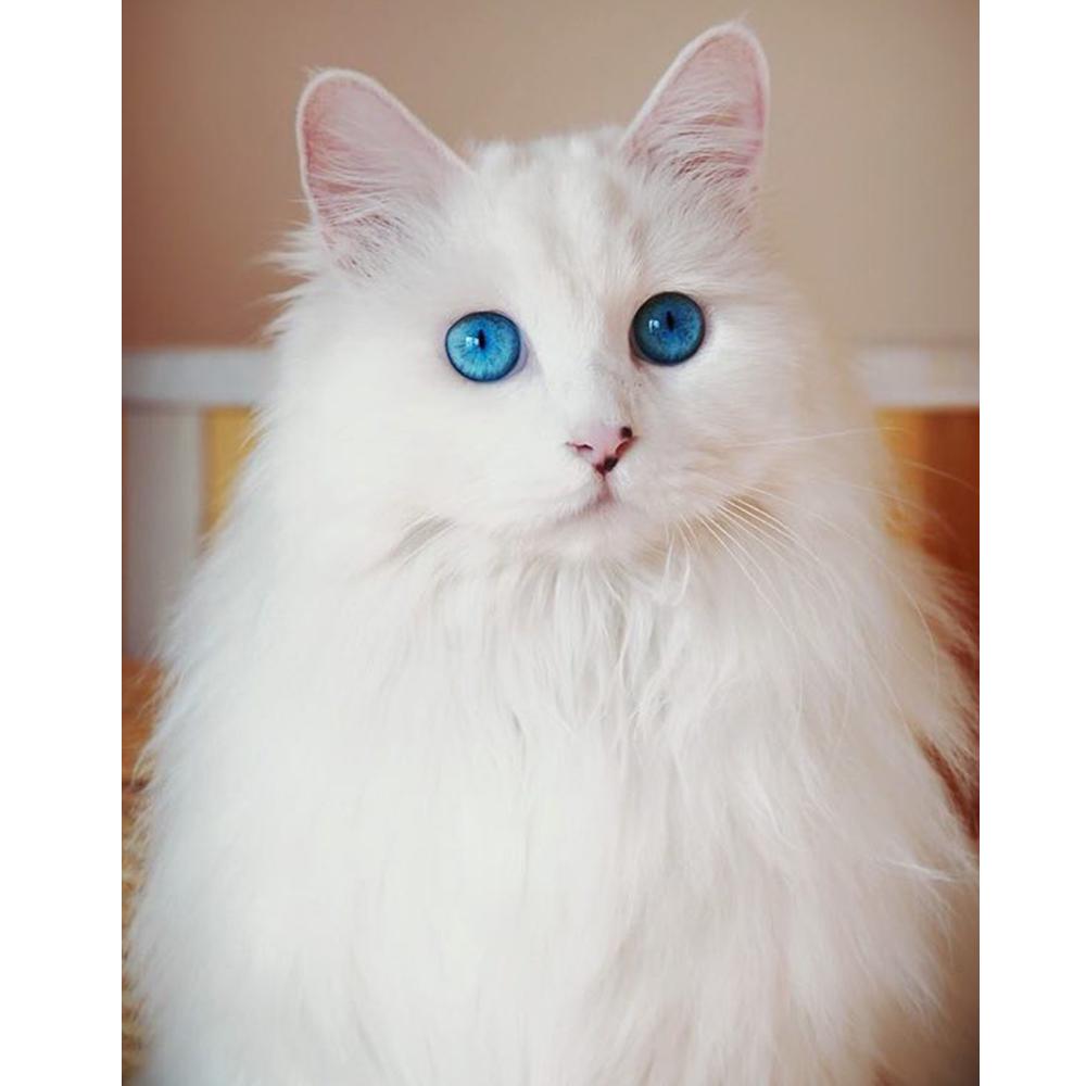 DIY Diamond Painting 5D Animal Full Round Diamond Mosaic Cat Embroidery Home Decoration Sale