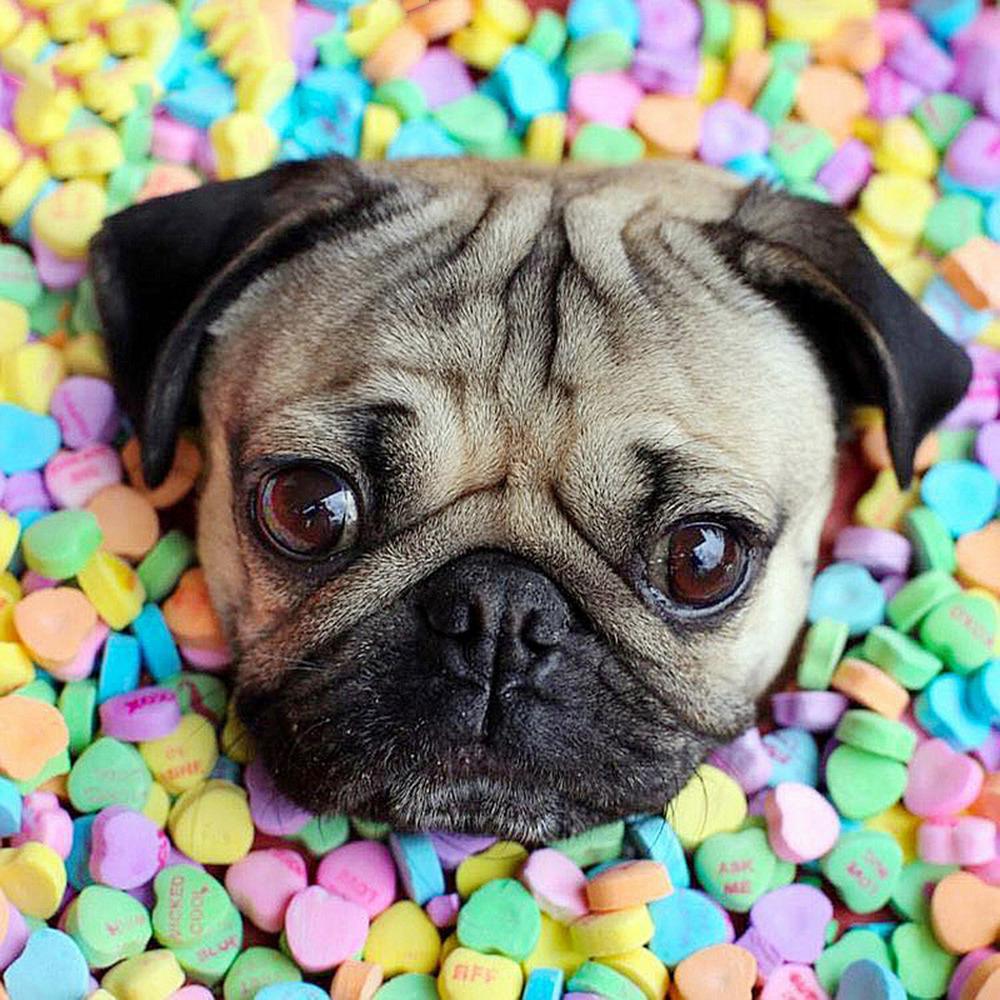 Diamantové vyšívání Dog Cross Stitch Full Drill Square Diamond Painting Animal Mosaic Decor for Home