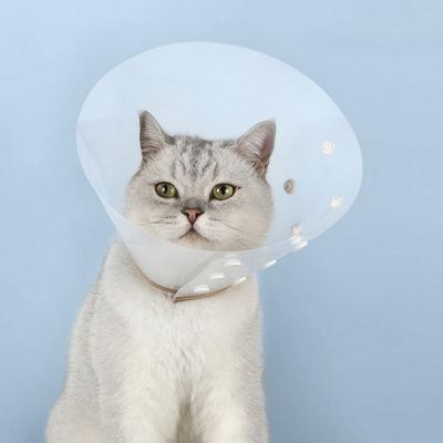 Gatos – Cuidados e higiene
