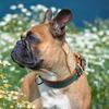 Dog Collar Custom Engraved ID Tag Small Medium Dogs - Teddy Bichon Corgi French Bulldog