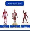 85cm Full-Body Human Muscle Morphology Model for Biomedical Teaching