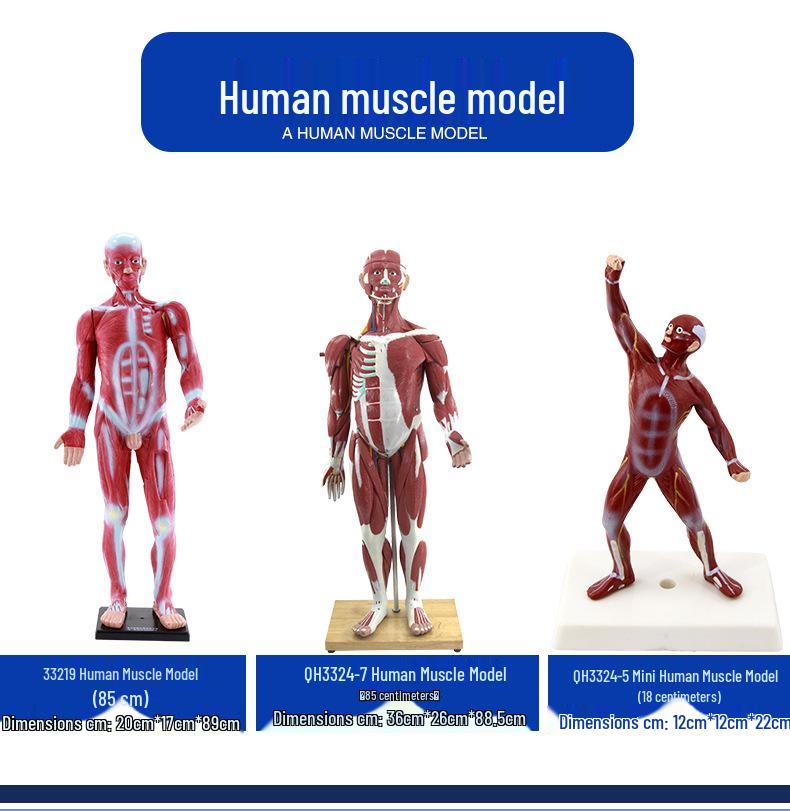 85cm Full-Body Human Muscle Morphology Model for Biomedical Teaching