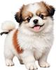 QT2303#15cm Cute Fluffy White & Brown Puppy Car Sticker for Laptop, Truck, Phone, Motorcycle, Window