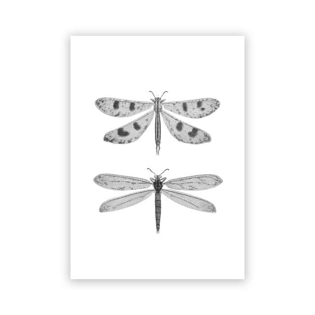 Vintage Moth Nature Insect Prints Posters Home Wall Decor Animal Educational Pictures Canvas Paintings Kids Room Art Decoration