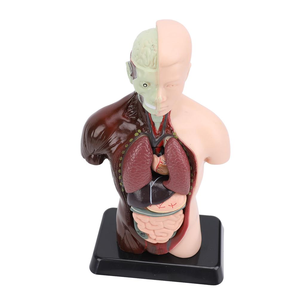 Model lidského těla, anatomie, fyziologie, struktura, orgány, vzdělávací sada pro vědeckou učebnu