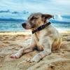 Haustierhalsband-Kamera Kein WLAN Erforderlich HD 1080P Kabellose Mini-Sportkamera Katzenkamera Halsband Hundetracker-Halsband Mit Videoaufzeichnungen