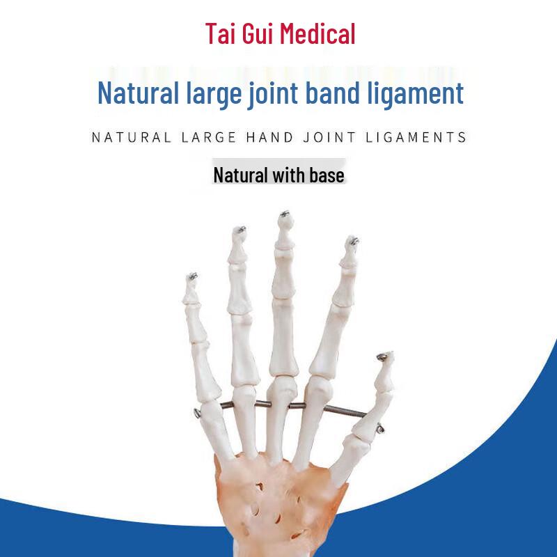 Anatomical Hand Joint Model with Ligaments