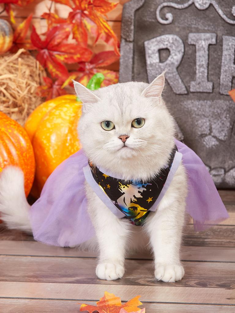 Halloween Dog Tutu Dress with Witch Bat/Spider Web Prints, Tulle Skirt Pet Costume Clothes for Small Dogs/Cats Festival Party