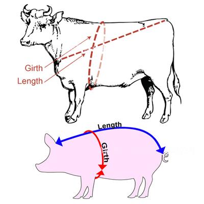 Hospodářská zvířata Těla zvířat Prasata Páska pro měření hmotnosti skotu Farm Cow Ruler Veterinary Tools