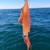 Luminous Squid Jig Horizontal Artificial Calamar Wobbler Octopus Bait  Cuttlefish Fishing