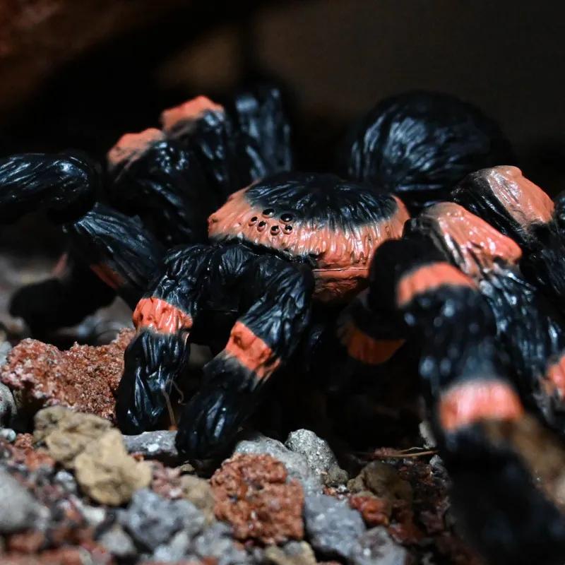 Gashapon Model Toy Simulated Spider Tarantula Gachapon Capsule Doll Model Assembled Joints Figures Collectible Ornaments Gifts