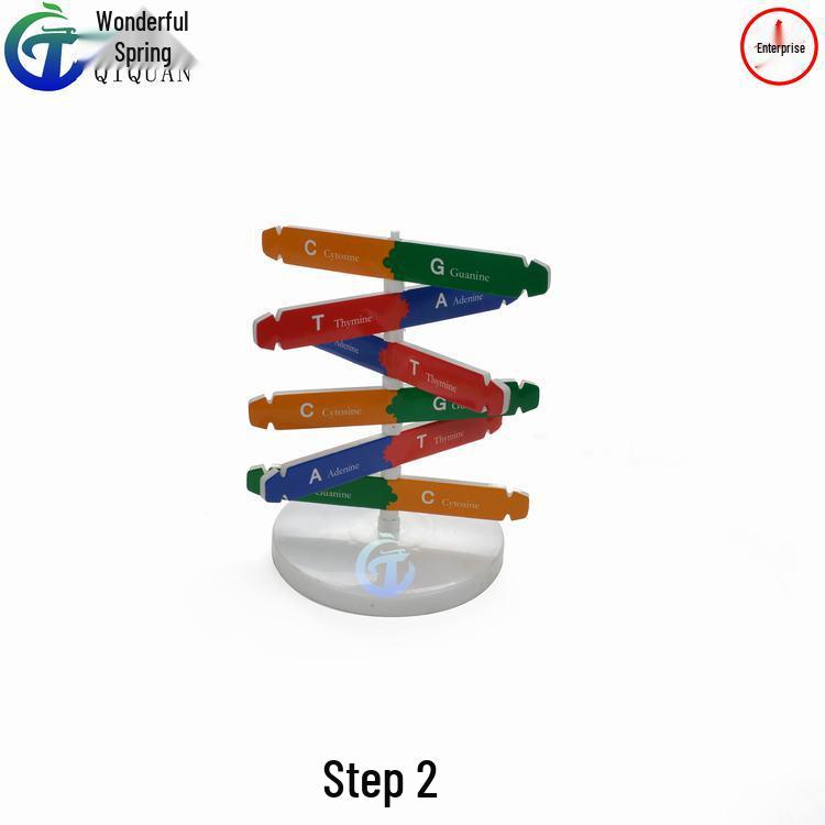 Human DNA Helix Model: DIY Biological Science Experiment & Teaching Aid