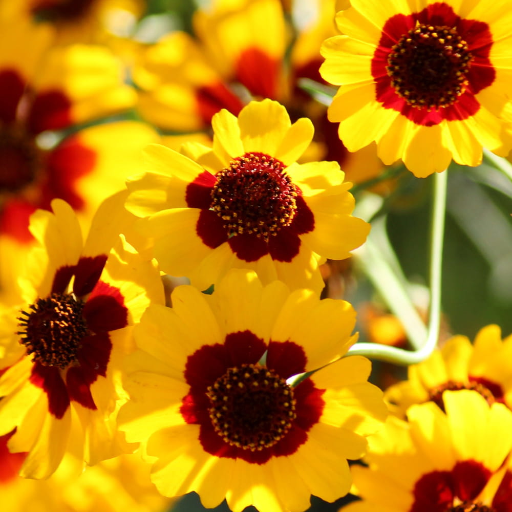 Express-Blumenmischung Łączka 500 g Samen mit schnellem Blütenwachstum, gemischte Farbsorten