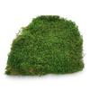Long Flat Moss - Sweden - Medium Green 200G Net