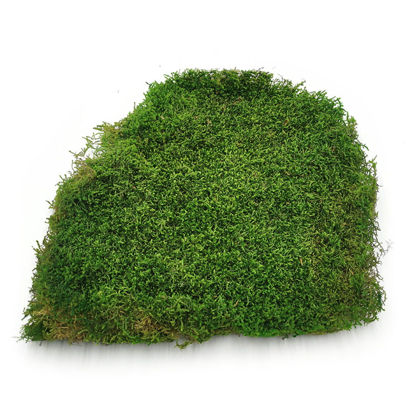 Long Flat Moss - Sweden - Medium Green 200G Net