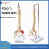 45CM Colorful Anatomical Human Spine Model