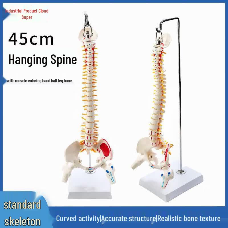 45CM Colorful Anatomical Human Spine Model