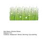 Frühling Sommer Blumen Fensteraufkleber, Wildblumen Gras Fenstersticker für Glasfenster, Doppelseitiger Statischer Anti-Kollisions Blumendekal für Klassenzimmer