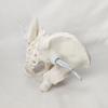 Portable Mini Pelvis Model: Human Sacrum, Hip, and Pelvic Bone Anatomy for Rehabilitation and Teaching