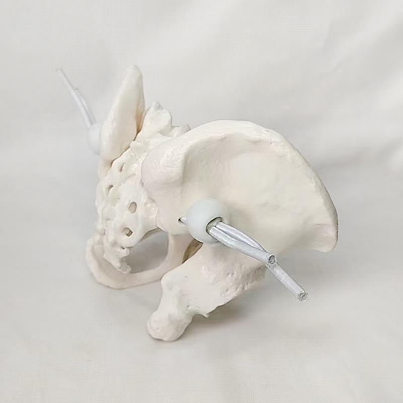 Portable Mini Pelvis Model: Human Sacrum, Hip, and Pelvic Bone Anatomy for Rehabilitation and Teaching