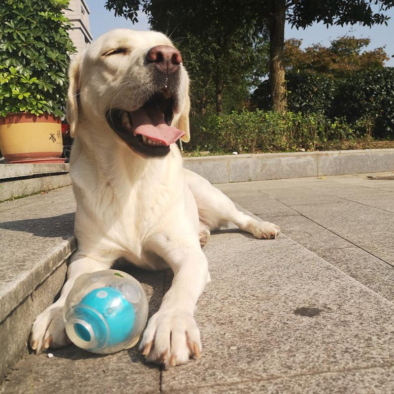 dogs acDog Toy Amazing Squeaker Ball Durable Floatable Springy Bite Resistant Best for Tossing Chasing Foraging Medium Large Dog