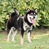 Selwhee Dog Harness, Large Dog Harness, Anti-flip H Type Harness, Dark Black