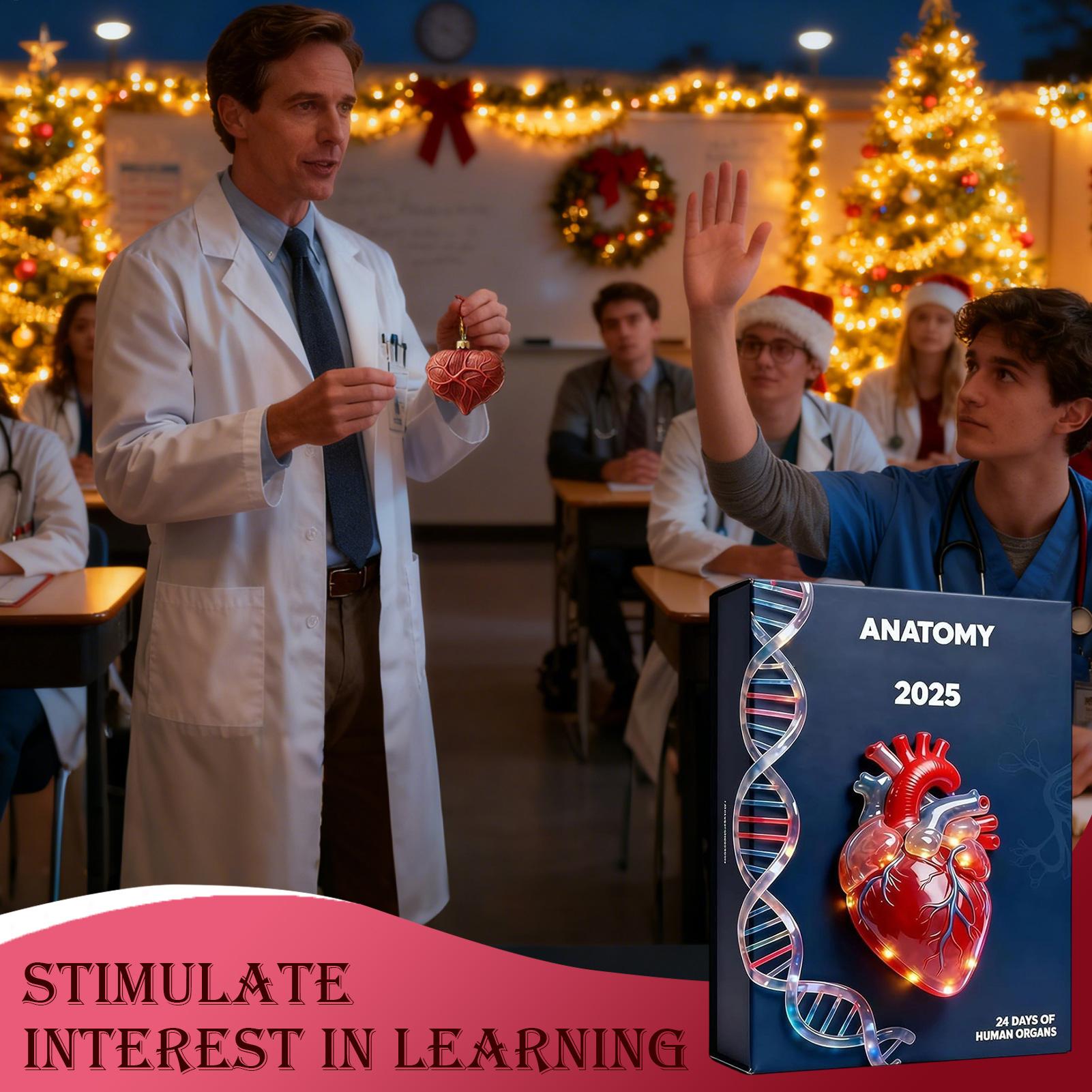 Anatomy Advent Calendar 24 day countdown calendar featuring with miniature acrylic human organs  for doctors anatomy enthusiasts