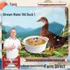 single 2 jin old duck