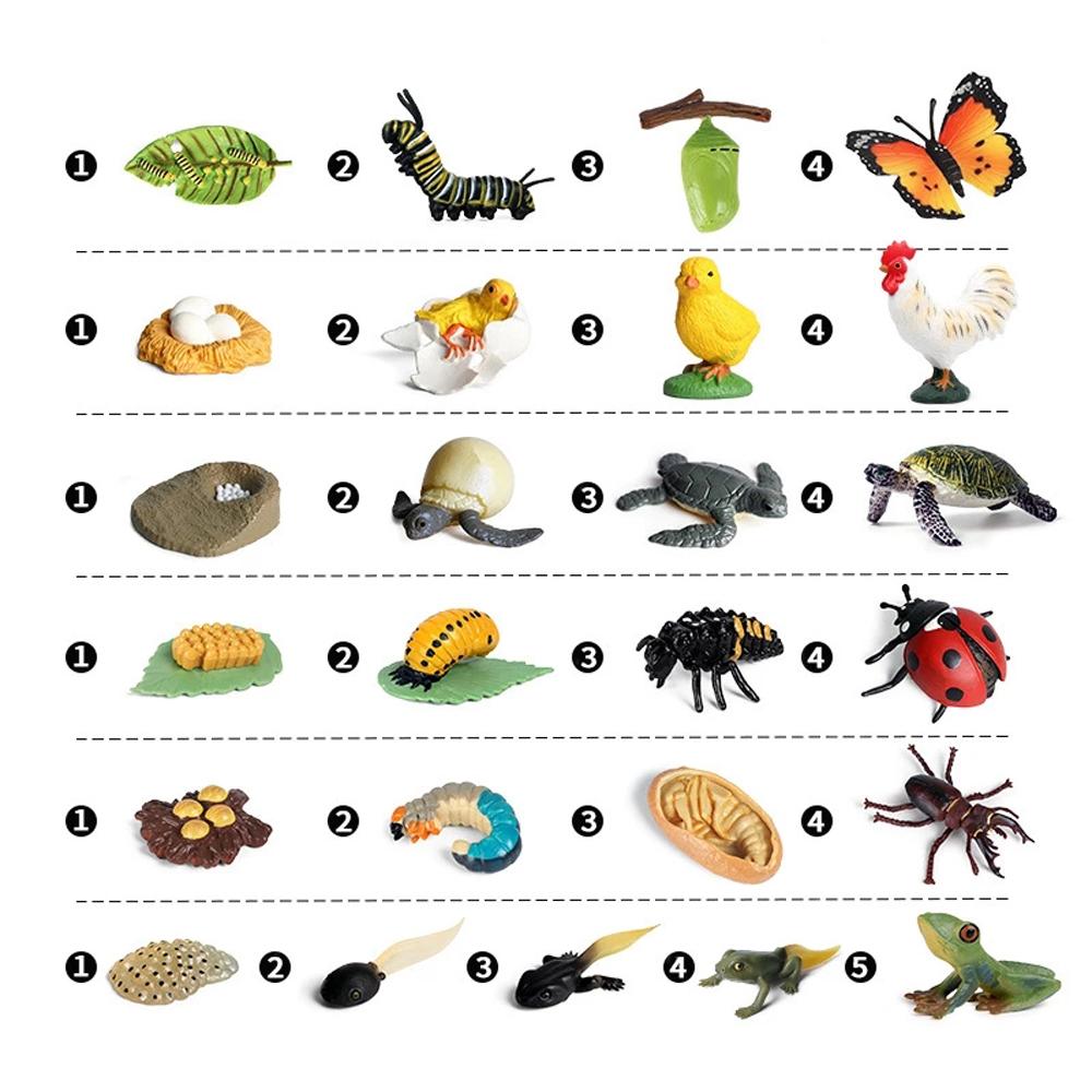 Cycle Teaching Material Life Cycle Figurine Simulation Animals Action Figures Growth Cycle Model