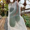 10/100Pcs Orchard Fruit Planting Protection Bag Insect and Bird Proof Fruit and Vegetable Growth Bag Garden Accessories