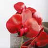 Simulated Phalaenopsis 3D printing 9-head film orchid indoor fake flower bouquet, decorative Phalaenopsis simulated flower