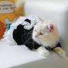 Dog Costume Dress Cat Clothes Cute Clothing Outfits Small Animal Lace Decors Apparel for Girl Cat Puppies Small Dogs